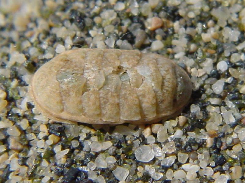 Chiton phaseolinus???